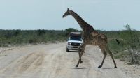 Namibia - Pirschfahrt im grünen Etosha - Giraffe