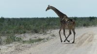 Namibia - Pirschfahrt im grünen Etosha - Giraffe