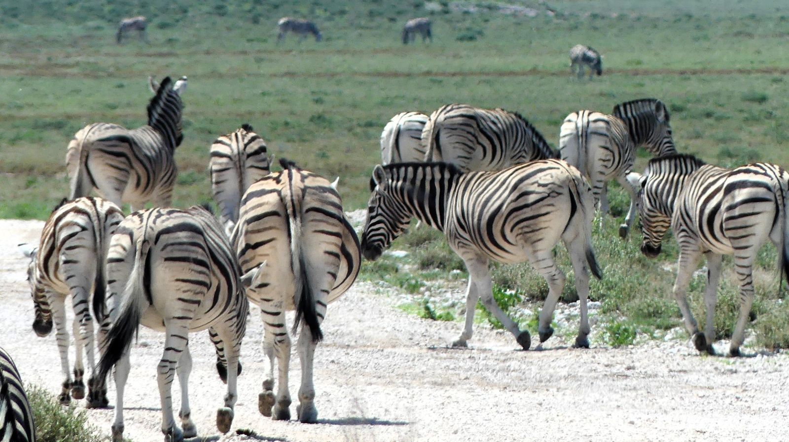 Namibia - Pirschfahrt im grünen Etosha - Steppenzebras
