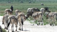 Namibia - Pirschfahrt im grünen Etosha - Steppenzebras