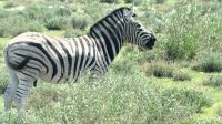Namibia - Pirschfahrt im grünen Etosha - Steppenzebra