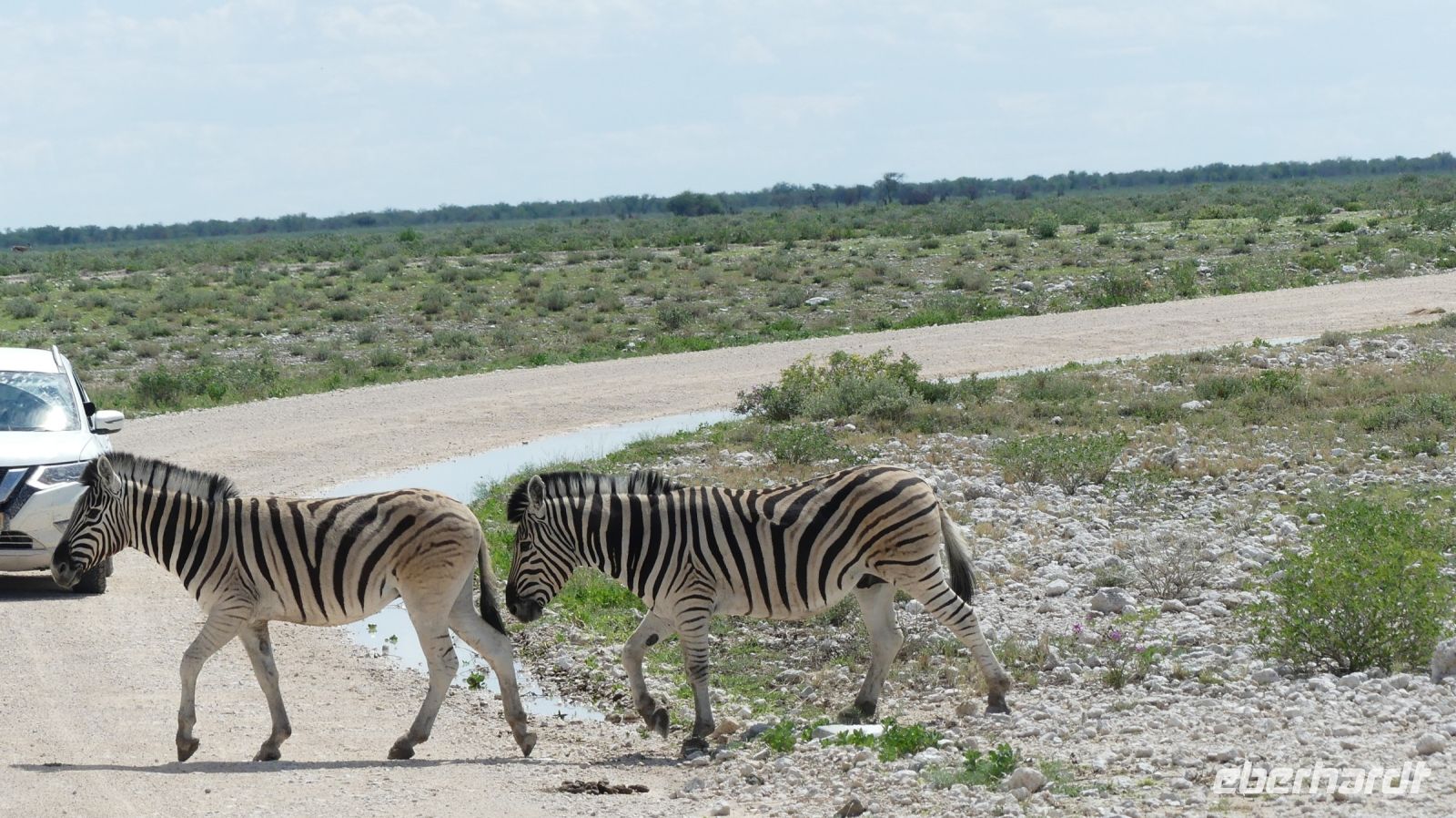 Namibia - Pirschfahrt im grünen Etosha - Zebra-Streifen