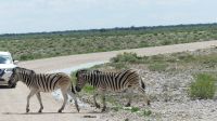 Namibia - Pirschfahrt im grünen Etosha - Zebra-Streifen