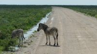 Namibia - Pirschfahrt im grünen Etosha - Steppenzebras
