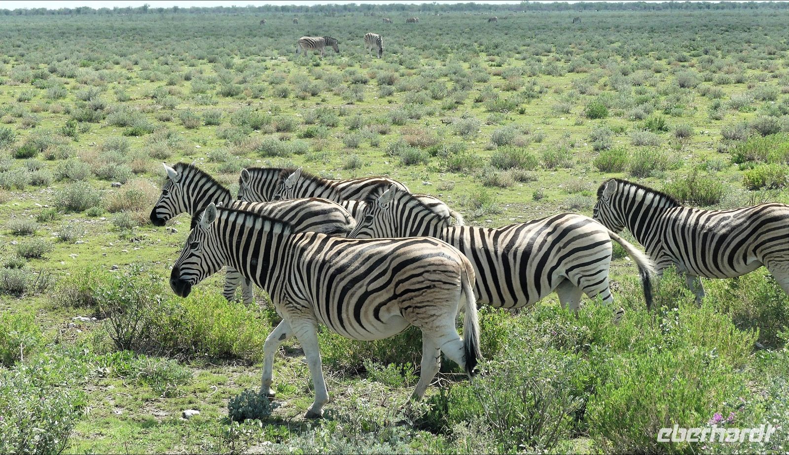 Namibia - Pirschfahrt im grünen Etosha - Steppenzebras