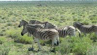 Namibia - Pirschfahrt im grünen Etosha - Steppenzebras