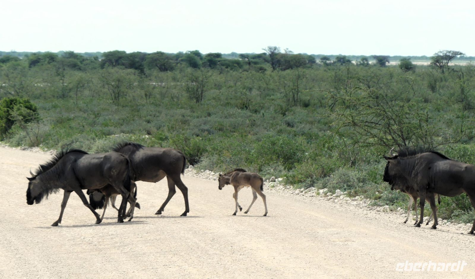 Namibia - Pirschfahrt im grünen Etosha - Gnu Parade