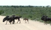 Namibia - Pirschfahrt im grünen Etosha - Gnu Parade