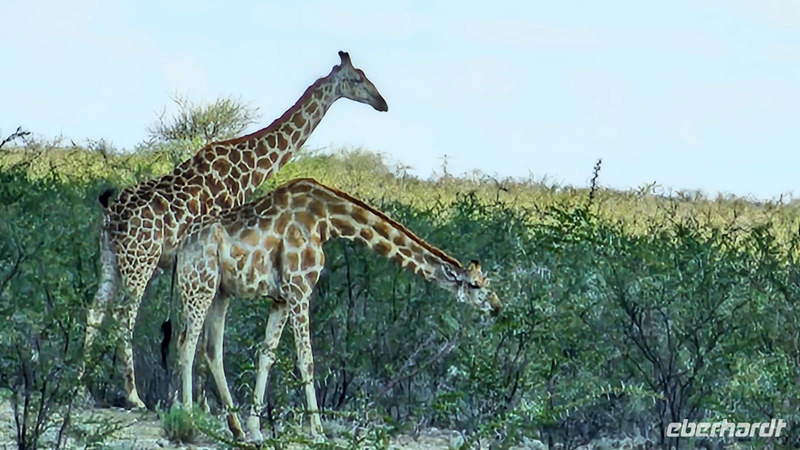 Namibia - Pirschfahrt im grünen Etosha