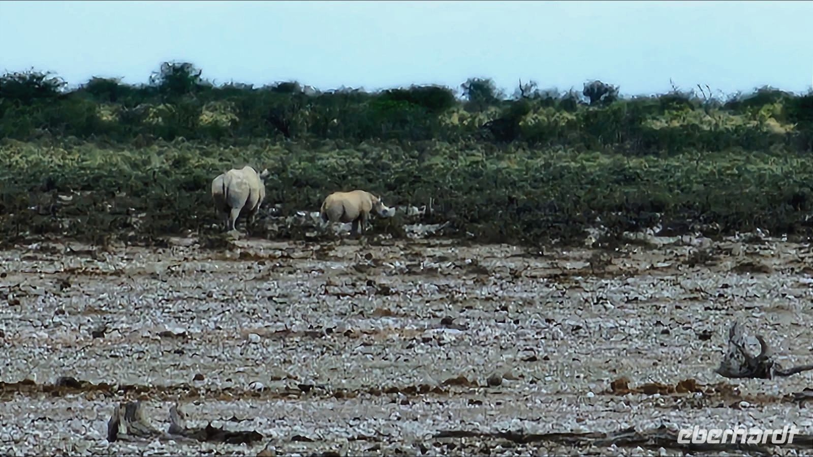 Namibia - Pirschfahrt im grünen Etosha - Spitzmaul-Nashorn mit Baby