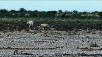 Namibia - Pirschfahrt im grünen Etosha - Spitzmaul-Nashorn mit Baby