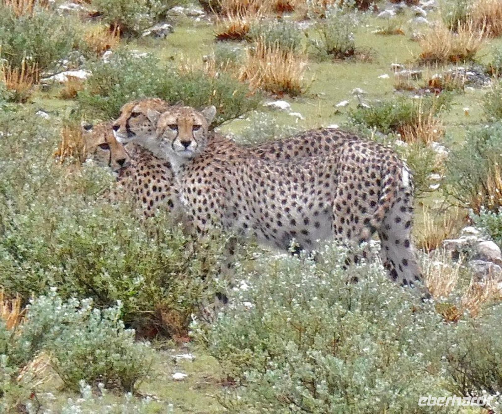 Namibia - Pirschfahrt im grünen Etosha - Geparden-Familie