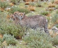 Namibia - Pirschfahrt im grünen Etosha - Geparden-Familie