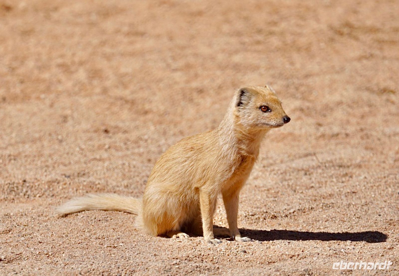Namibia - Boxenstopp in Solitaire - gelbe Manguste