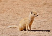 Namibia - Boxenstopp in Solitaire - gelbe Manguste