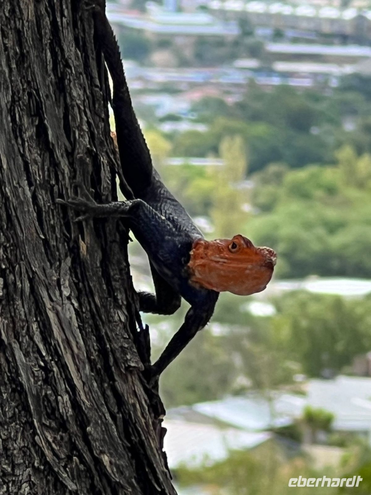 Namibia - Windhoek - Agame