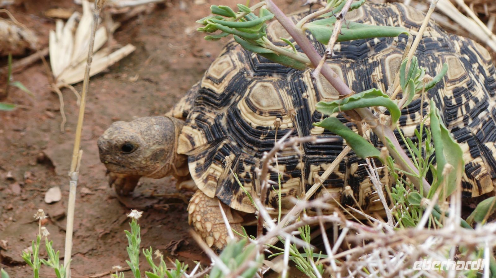 Namibia - Leoparden Schildkröte auf Pad