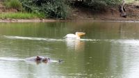 Namibia - Mount Etjo Safari Lodge - Hippo meets Pelikan
