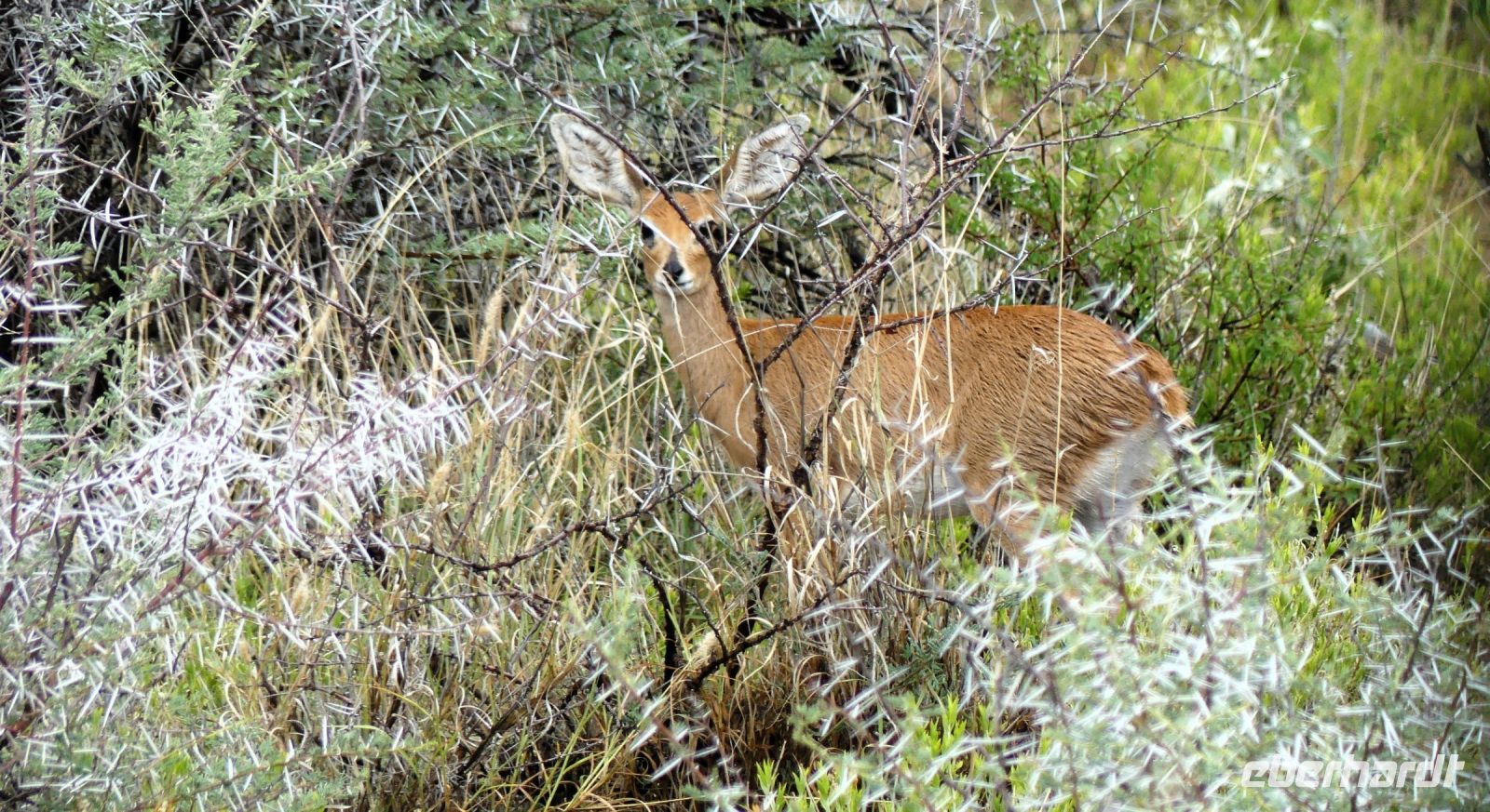 Namibia - Nature Drive am Mount Etjo - Steinbock