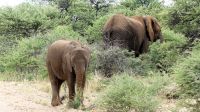 Namibia - Namibia - Nature Drive am Mount Etjo - noch mehr Elefanten