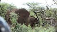 Namibia - Nature Drive am Mount Etjo - mitten in der Elefanten-Herde