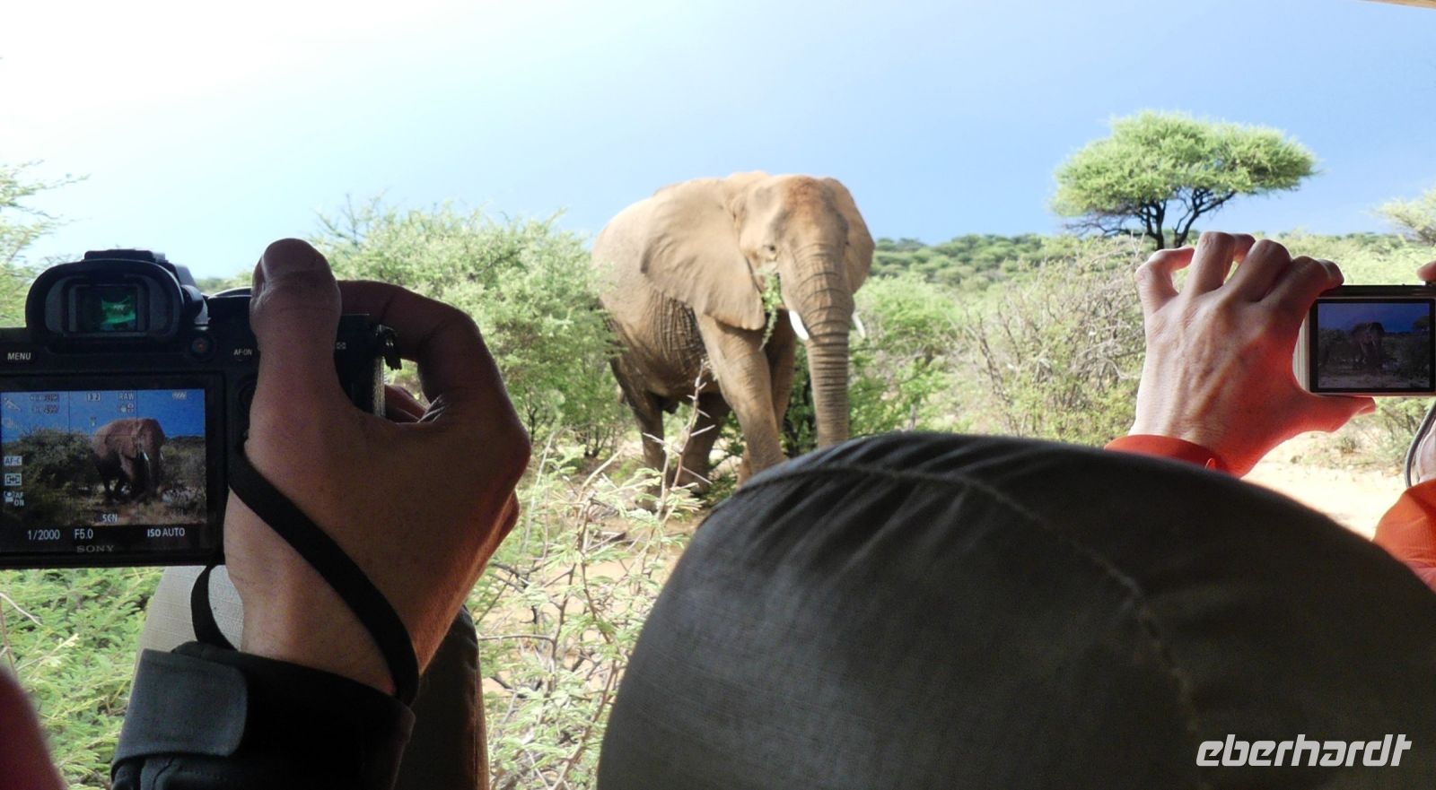 Namibia - Nature Drive am Mount Etjo - mitten in der Elefanten-Herde