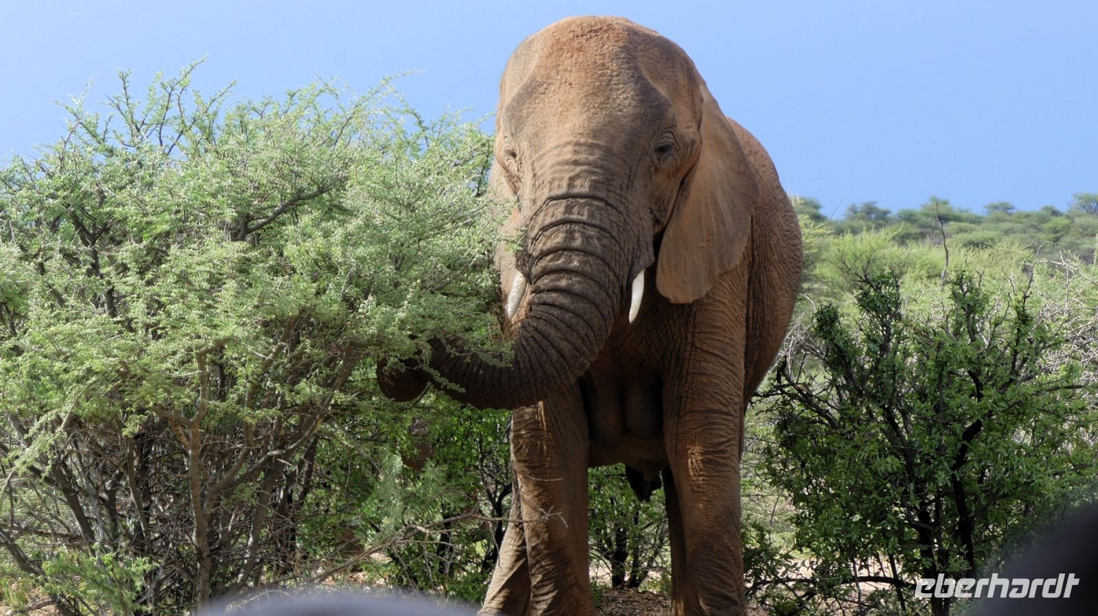 Namibia - Nature Drive am Mount Etjo - mitten in der Elefanten-Herde