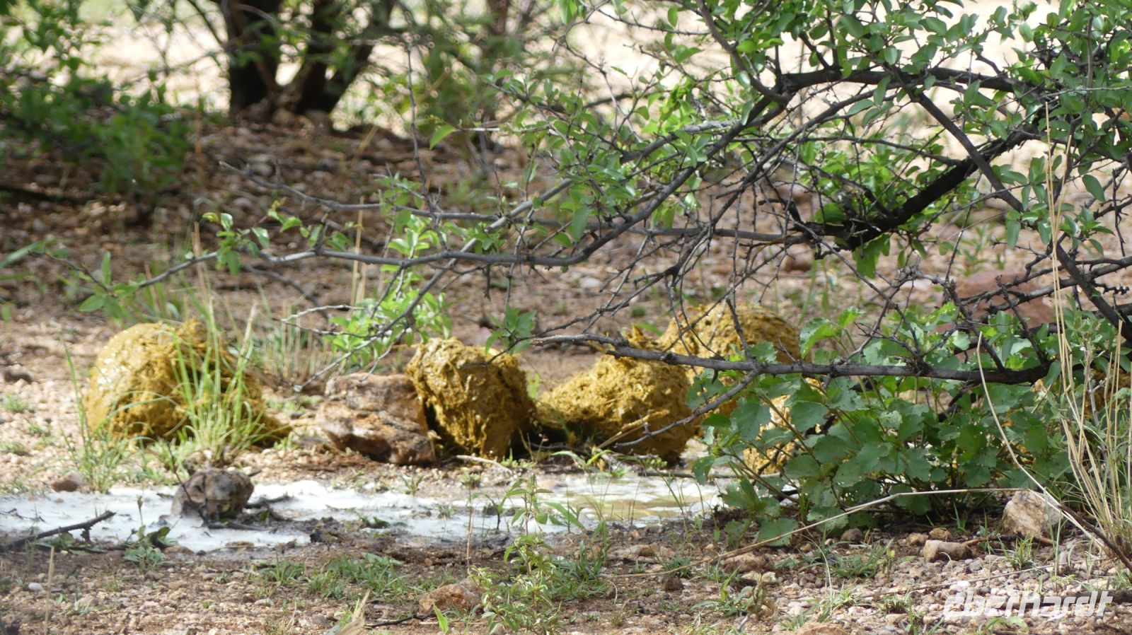 Namibia - Nature Drive am Mount Etjo