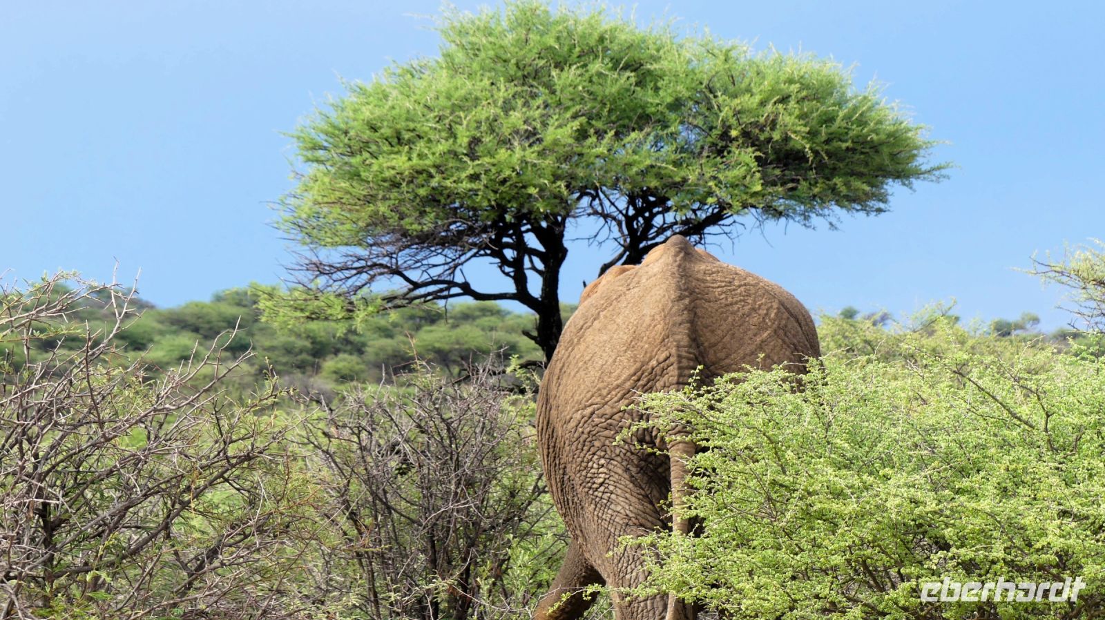 Namibia - Namibia - Nature Drive am Mount Etjo - mitten in der Elefanten-Herde