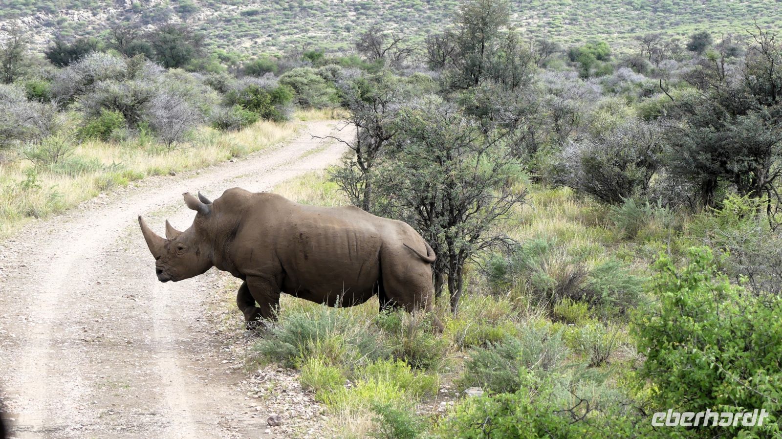 Namibia - Nature Drive am Mount Etjo - Breitmaulnashorn