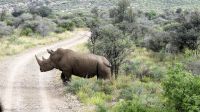Namibia - Nature Drive am Mount Etjo - Breitmaulnashorn