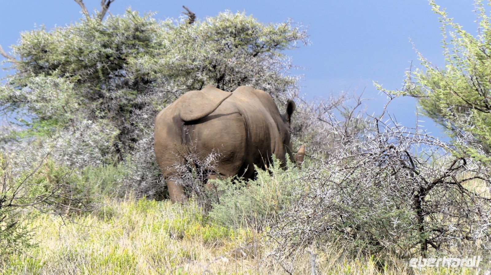Namibia - Nature Drive am Mount Etjo - Breitmaulnashorn