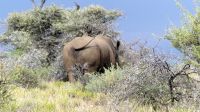 Namibia - Nature Drive am Mount Etjo - Breitmaulnashorn