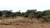 Namibia - Nature Drive am Mount Etjo - Giraffen