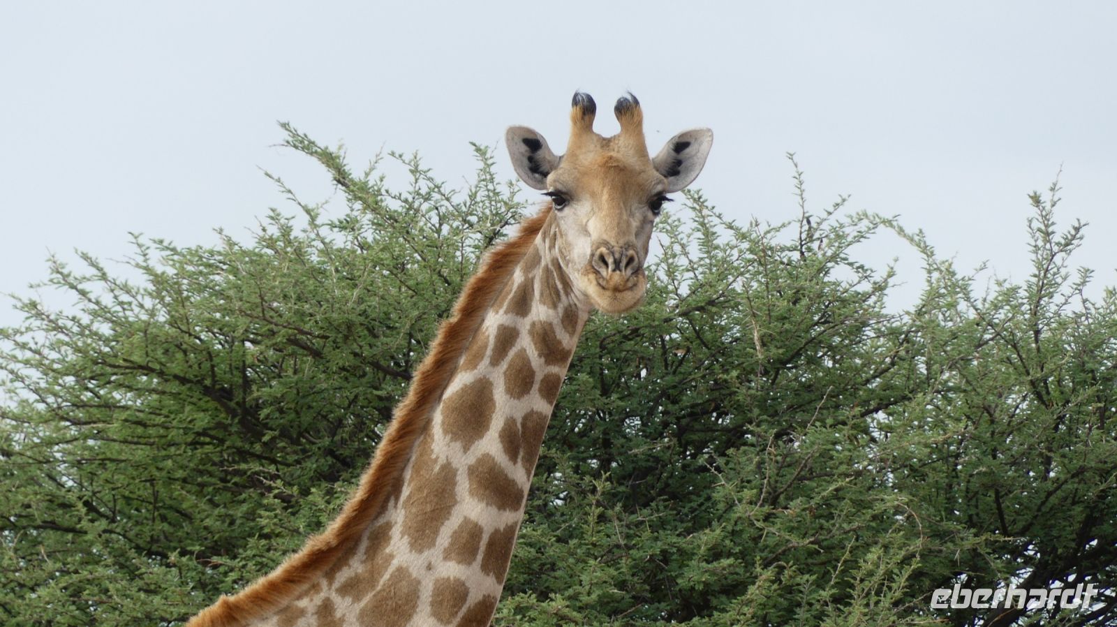 Namibia - Nature Drive am Mount Etjo - Hallo