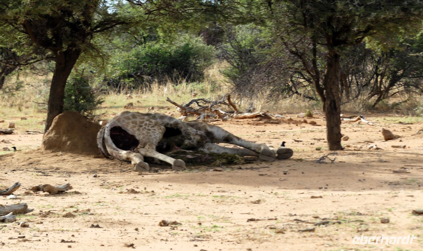 Namibia - Nature Drive am Mount Etjo - Kadaver