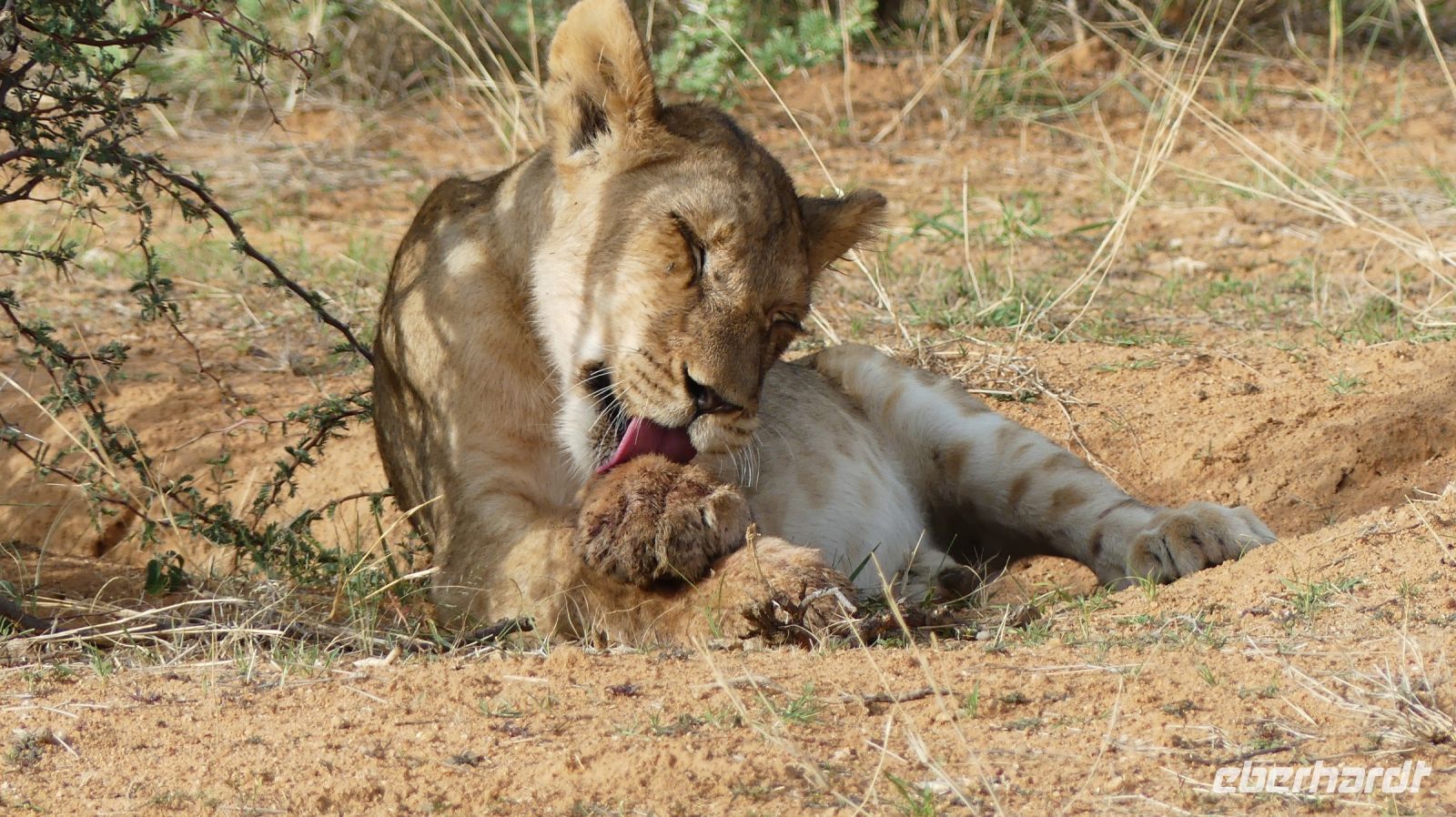Namibia - Nature Drive am Mount Etjo - Löwen Kid