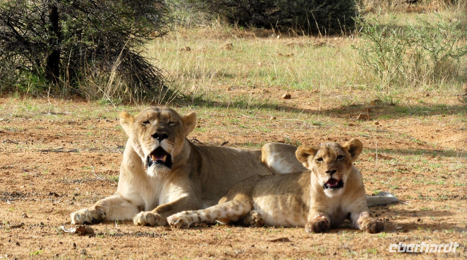 Namibia - Nature Drive am Mount Etjo - Löwen Mama mit Nachwuchs