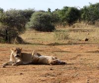Namibia - Nature Drive am Mount Etjo - Löwen Yoga
