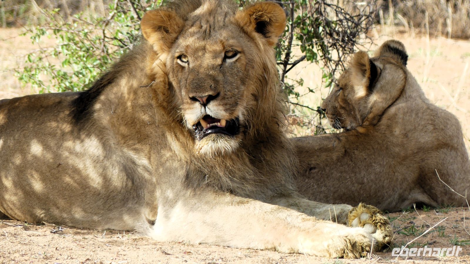 Namibia - Nature Drive am Mount Etjo - Familie Löwe