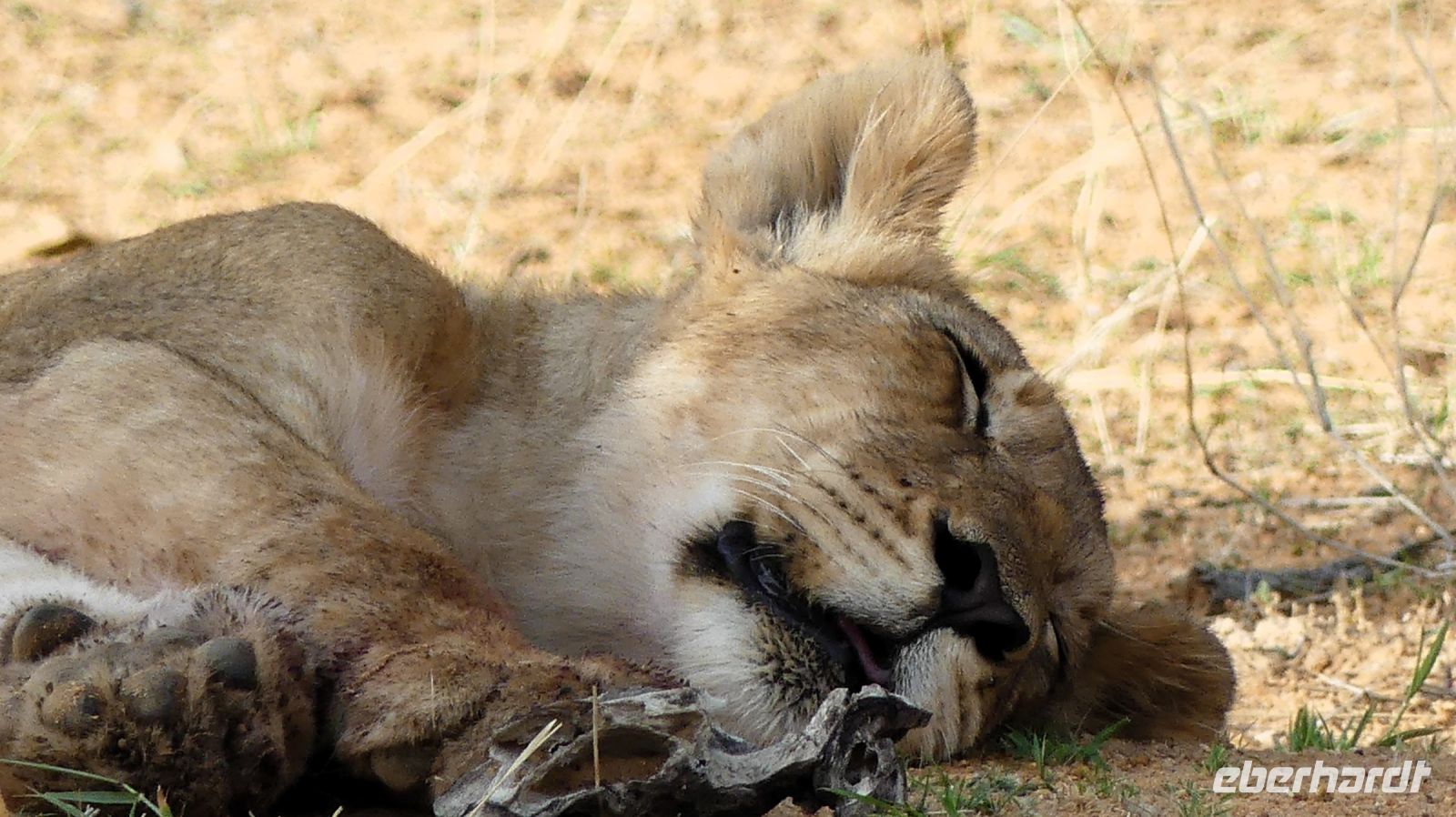 Namibia - Nature Drive am Mount Etjo - Löwenkind relaxt und satt