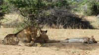 Namibia - Nature Drive am Mount Etjo - Familie Löwe relaxt und satt
