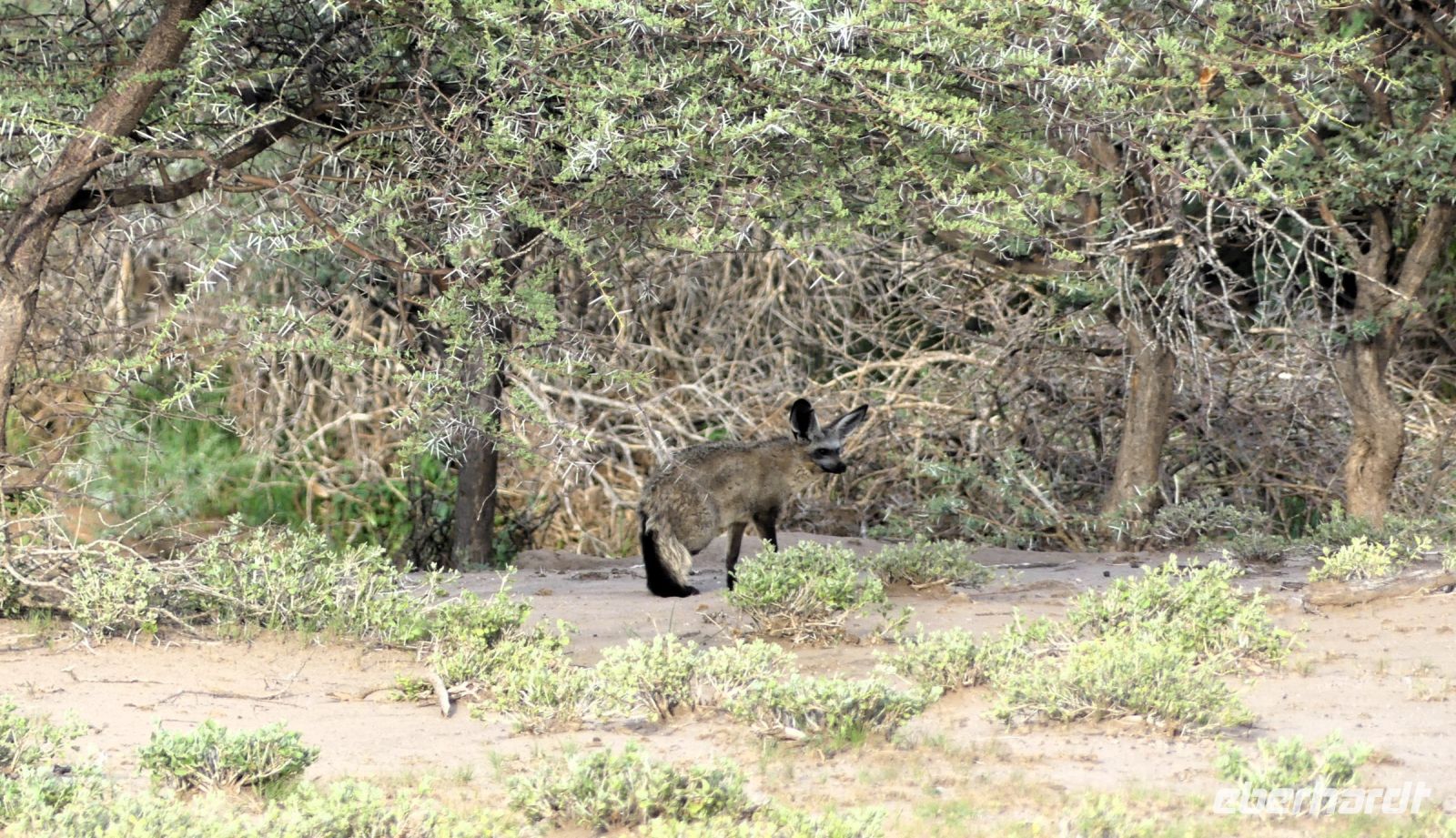 Namibia - Nature Drive am Mount Etjo - Löffelhund