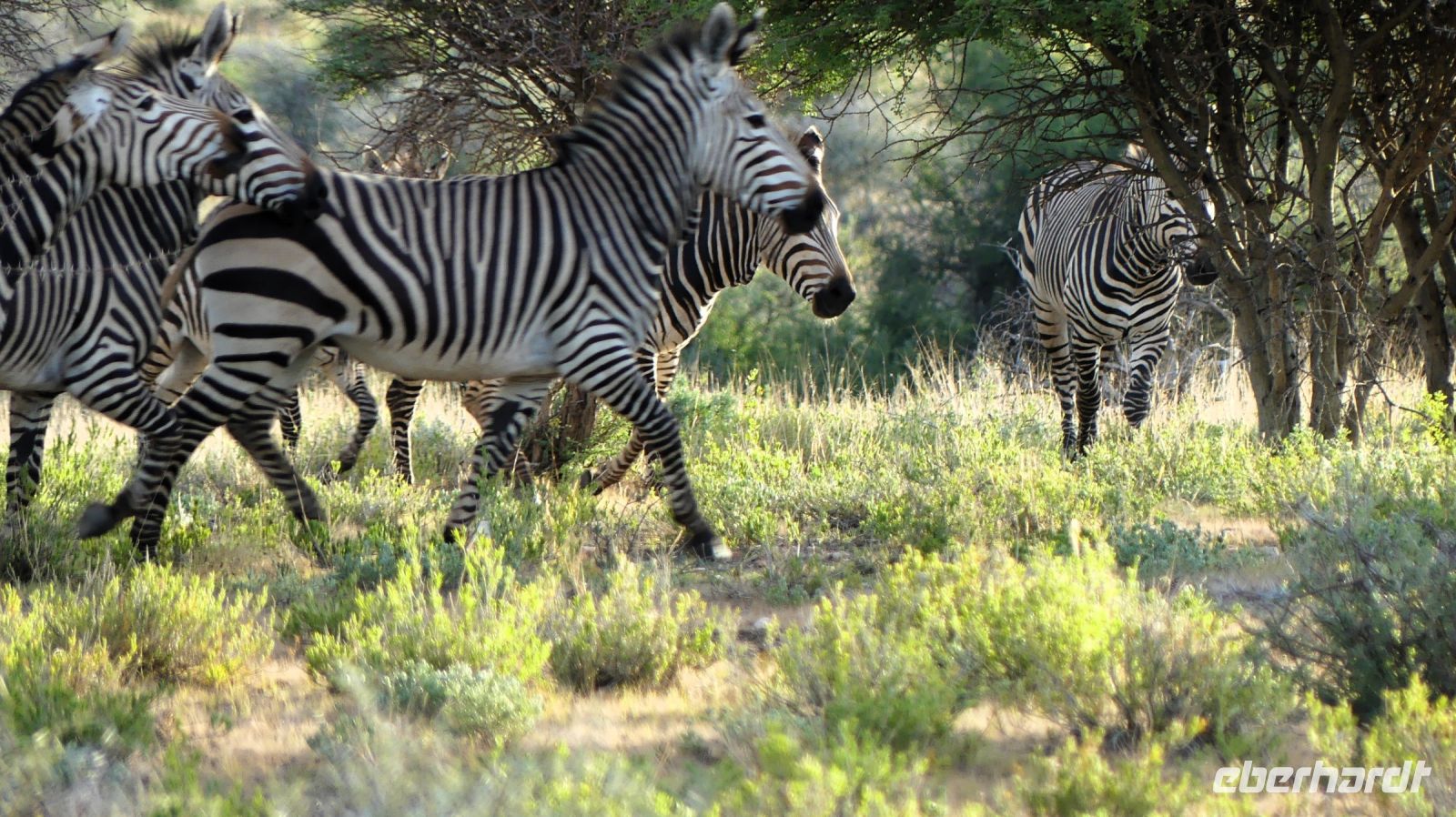 Namibia - Nature Drive am Mount Etjo - Bergzebras