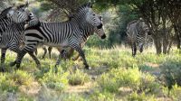 Namibia - Nature Drive am Mount Etjo - Bergzebras