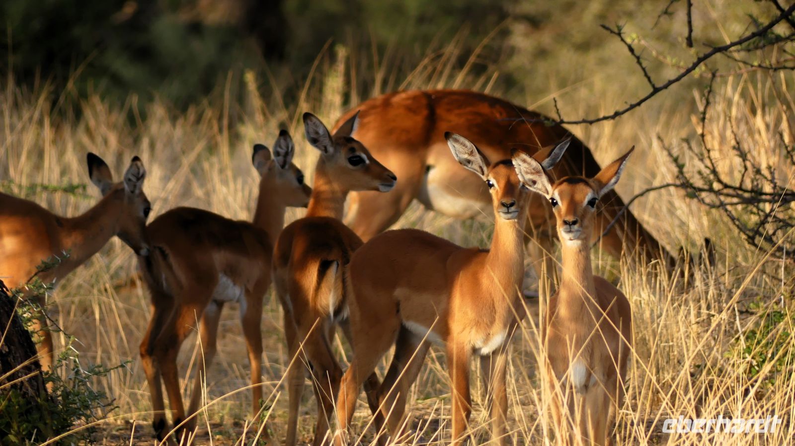 Namibia - Nature Drive am Mount Etjo - Impalas