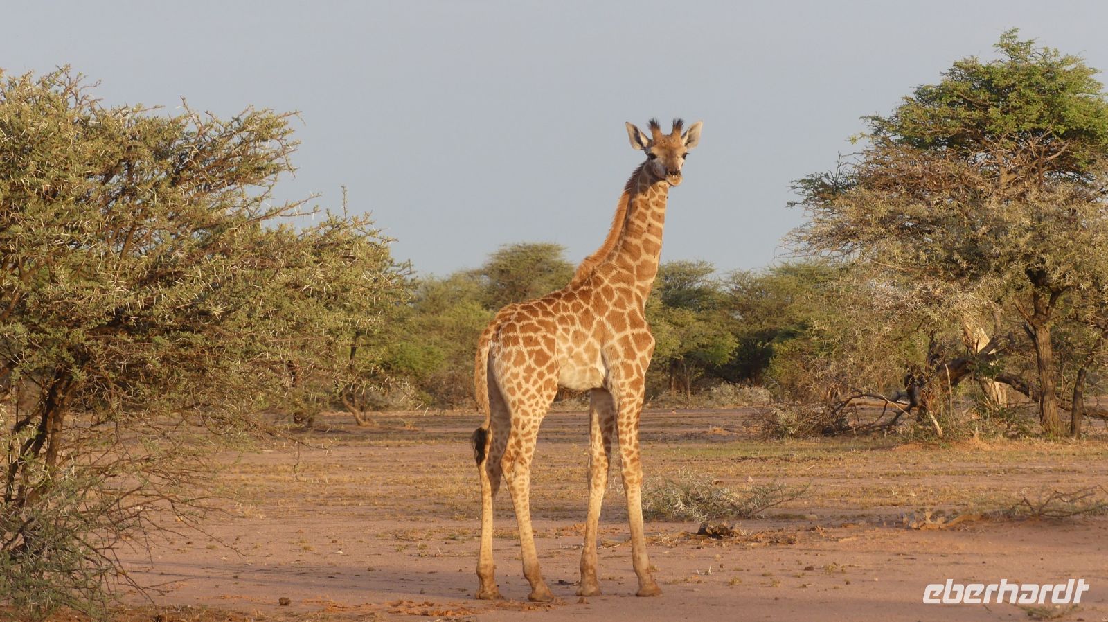 Namibia - Nature Drive am Mount Etjo - Giraffe