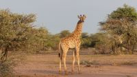 Namibia - Nature Drive am Mount Etjo - Giraffe