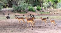 Namibia - Nature Drive am Mount Etjo - Impalas und Paviane
