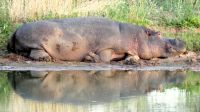 Namibia - Mount Etjo Safari Lodge - entspanntes Hippo